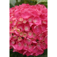 Гортензія широколиста Ред Барон | Hydrangea macrophylla Red Baron | Гортензия широколистная Ред Барон