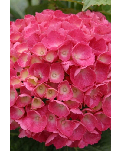 Гортензія широколиста Ред Барон | Hydrangea macrophylla Red Baron | Гортензия широколистная Ред Барон