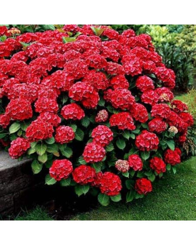 Гортензія широколиста Ред Барон | Hydrangea macrophylla Red Baron | Гортензия широколистная Ред Барон