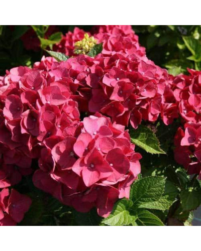 Гортензія широколиста Ред Барон | Hydrangea macrophylla Red Baron | Гортензия широколистная Ред Барон