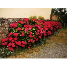 Гортензія широколиста Ред Барон | Hydrangea macrophylla Red Baron | Гортензия широколистная Ред Барон