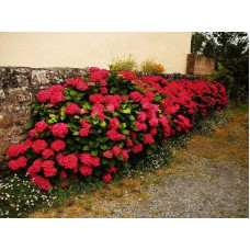 Гортензія широколиста Ред Барон | Hydrangea macrophylla Red Baron | Гортензия широколистная Ред Барон