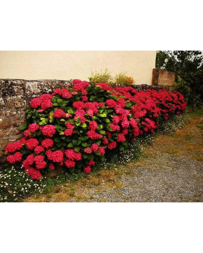 Гортензія широколиста Ред Барон | Hydrangea macrophylla Red Baron | Гортензия широколистная Ред Барон