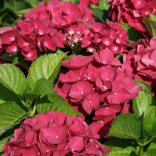 Гортензія широколиста Ред Барон | Hydrangea macrophylla Red Baron | Гортензия широколистная Ред Барон