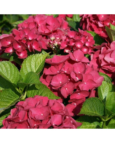 Гортензія широколиста Ред Барон | Hydrangea macrophylla Red Baron | Гортензия широколистная Ред Барон