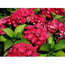 Гортензія широколиста Ред Барон | Hydrangea macrophylla Red Baron | Гортензия широколистная Ред Барон