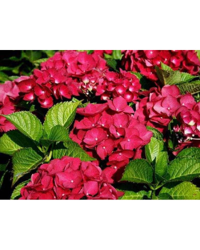 Гортензія широколиста Ред Барон | Hydrangea macrophylla Red Baron | Гортензия широколистная Ред Барон