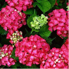 Гортензія широколиста Ред Барон | Hydrangea macrophylla Red Baron | Гортензия широколистная Ред Барон