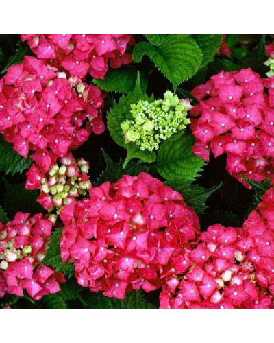 Гортензія широколиста Ред Барон | Hydrangea macrophylla Red Baron | Гортензия широколистная Ред Барон