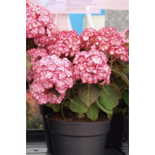 Гортензія широколиста Міс Саорі (Ю енд Мі) | Hydrangea macrophylla Miss Saori (You & Me) | Гортензия широколистная Мисс Саори (Ю энд Ми)