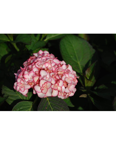 Гортензія широколиста Міс Саорі (Ю енд Мі) | Hydrangea macrophylla Miss Saori (You & Me) | Гортензия широколистная Мисс Саори (Ю энд Ми)