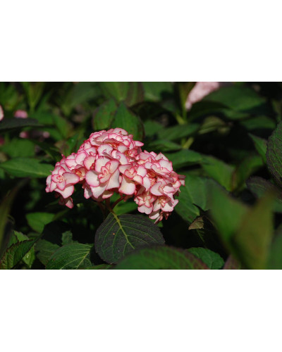 Гортензія широколиста Міс Саорі (Ю енд Мі) | Hydrangea macrophylla Miss Saori (You & Me) | Гортензия широколистная Мисс Саори (Ю энд Ми)