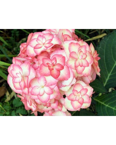 Гортензія широколиста Міс Саорі (Ю енд Мі) | Hydrangea macrophylla Miss Saori (You & Me) | Гортензия широколистная Мисс Саори (Ю энд Ми)