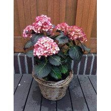 Гортензія широколиста Міс Саорі (Ю енд Мі) | Hydrangea macrophylla Miss Saori (You & Me) | Гортензия широколистная Мисс Саори (Ю энд Ми)