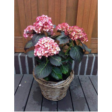 Гортензія широколиста Міс Саорі (Ю енд Мі) | Hydrangea macrophylla Miss Saori (You & Me) | Гортензия широколистная Мисс Саори (Ю энд Ми)