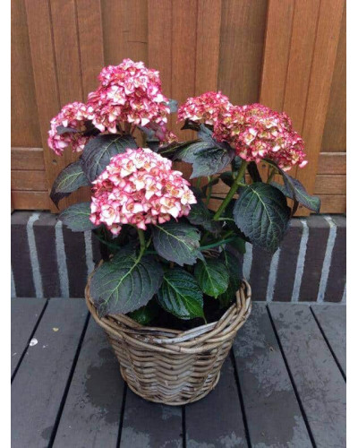 Гортензія широколиста Міс Саорі (Ю енд Мі) | Hydrangea macrophylla Miss Saori (You & Me) | Гортензия широколистная Мисс Саори (Ю энд Ми)