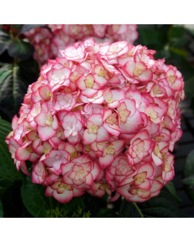 Гортензія широколиста Міс Саорі (Ю енд Мі) | Hydrangea macrophylla Miss Saori (You & Me) | Гортензия широколистная Мисс Саори (Ю энд Ми)