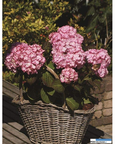 Гортензія широколиста Міс Саорі (Ю енд Мі) | Hydrangea macrophylla Miss Saori (You & Me) | Гортензия широколистная Мисс Саори (Ю энд Ми)