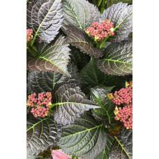 Гортензія широколиста Дарк Енджел | Hydrangea macrophylla Dark Angel® | Гортензия широколистная Дарк Энджел