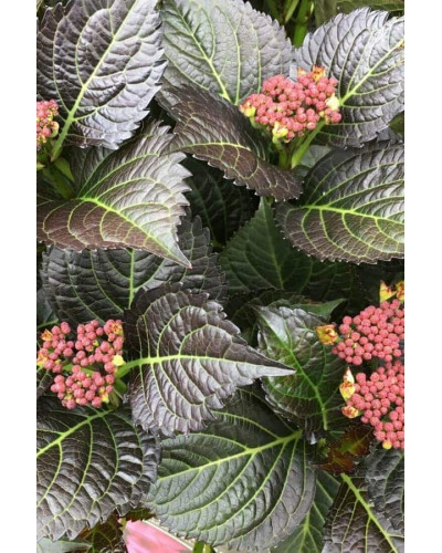 Гортензія широколиста Дарк Енджел | Hydrangea macrophylla Dark Angel® | Гортензия широколистная Дарк Энджел