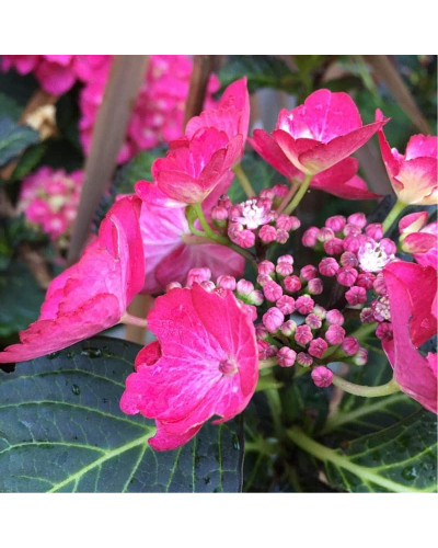 Гортензія широколиста Дарк Енджел | Hydrangea macrophylla Dark Angel® | Гортензия широколистная Дарк Энджел