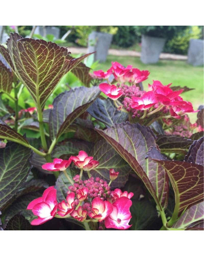 Гортензія широколиста Дарк Енджел | Hydrangea macrophylla Dark Angel® | Гортензия широколистная Дарк Энджел
