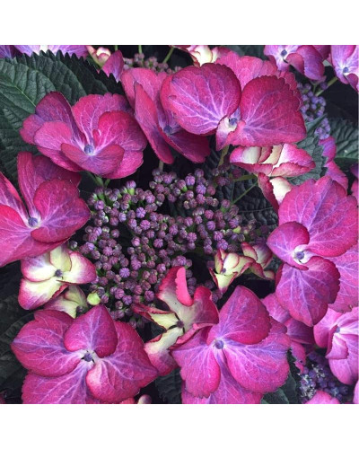 Гортензія широколиста Дарк Енджел | Hydrangea macrophylla Dark Angel® | Гортензия широколистная Дарк Энджел
