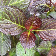 Гортензія широколиста Дарк Енджел | Hydrangea macrophylla Dark Angel® | Гортензия широколистная Дарк Энджел