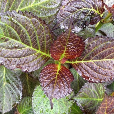 Гортензія широколиста Дарк Енджел | Hydrangea macrophylla Dark Angel® | Гортензия широколистная Дарк Энджел