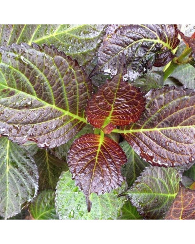 Гортензія широколиста Дарк Енджел | Hydrangea macrophylla Dark Angel® | Гортензия широколистная Дарк Энджел