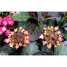 Гортензія широколиста Дарк Енджел | Hydrangea macrophylla Dark Angel® | Гортензия широколистная Дарк Энджел