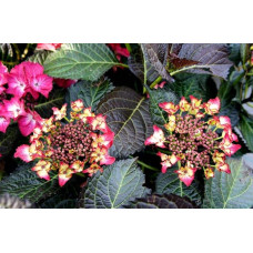 Гортензія широколиста Дарк Енджел | Hydrangea macrophylla Dark Angel® | Гортензия широколистная Дарк Энджел