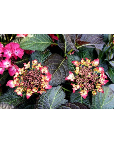 Гортензія широколиста Дарк Енджел | Hydrangea macrophylla Dark Angel® | Гортензия широколистная Дарк Энджел