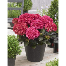 Гортензія широколиста Дарк Енджел | Hydrangea macrophylla Dark Angel® | Гортензия широколистная Дарк Энджел