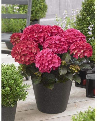 Гортензія широколиста Дарк Енджел | Hydrangea macrophylla Dark Angel® | Гортензия широколистная Дарк Энджел