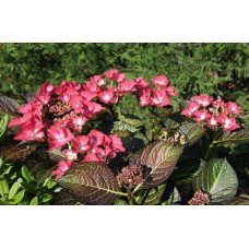 Гортензія широколиста Дарк Енджел | Hydrangea macrophylla Dark Angel® | Гортензия широколистная Дарк Энджел