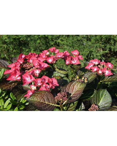 Гортензія широколиста Дарк Енджел | Hydrangea macrophylla Dark Angel® | Гортензия широколистная Дарк Энджел