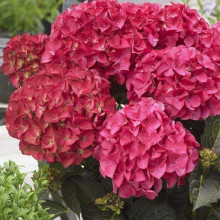 Гортензія широколиста Дарк Енджел | Hydrangea macrophylla Dark Angel® | Гортензия широколистная Дарк Энджел