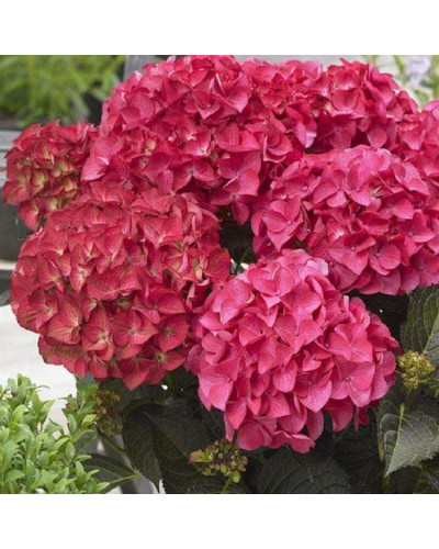 Гортензія широколиста Дарк Енджел | Hydrangea macrophylla Dark Angel® | Гортензия широколистная Дарк Энджел
