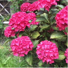 Гортензія широколиста Дарк Енджел | Hydrangea macrophylla Dark Angel® | Гортензия широколистная Дарк Энджел