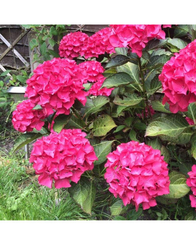 Гортензія широколиста Дарк Енджел | Hydrangea macrophylla Dark Angel® | Гортензия широколистная Дарк Энджел