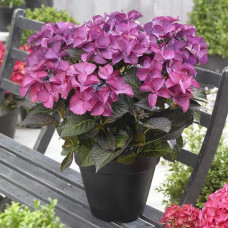 Гортензія широколиста Дарк Енджел | Hydrangea macrophylla Dark Angel® | Гортензия широколистная Дарк Энджел