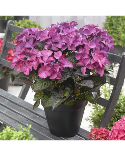 Гортензія широколиста Дарк Енджел | Hydrangea macrophylla Dark Angel® | Гортензия широколистная Дарк Энджел