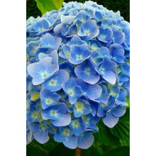 Гортензія широколиста Блю Донау |  Hydrangea macrophylla Blue Danube | Гортензия широколистная Блю Донау