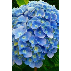 Гортензія широколиста Блю Донау |  Hydrangea macrophylla Blue Danube | Гортензия широколистная Блю Донау
