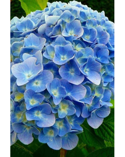 Гортензія широколиста Блю Донау | Hydrangea macrophylla Blue Danube | Гортензия широколистная Блю Донау