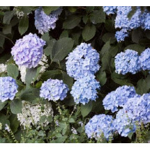 Гортензія широколиста Блю Донау |  Hydrangea macrophylla Blue Danube | Гортензия широколистная Блю Донау