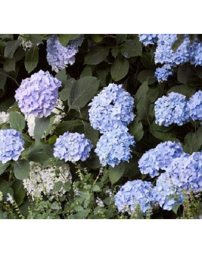 Гортензія широколиста Блю Донау | Hydrangea macrophylla Blue Danube | Гортензия широколистная Блю Донау