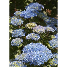 Гортензія широколиста Блю Донау |  Hydrangea macrophylla Blue Danube | Гортензия широколистная Блю Донау
