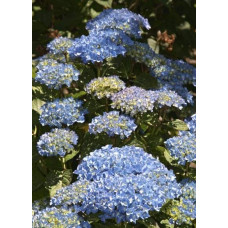 Гортензія широколиста Блю Донау |  Hydrangea macrophylla Blue Danube | Гортензия широколистная Блю Донау